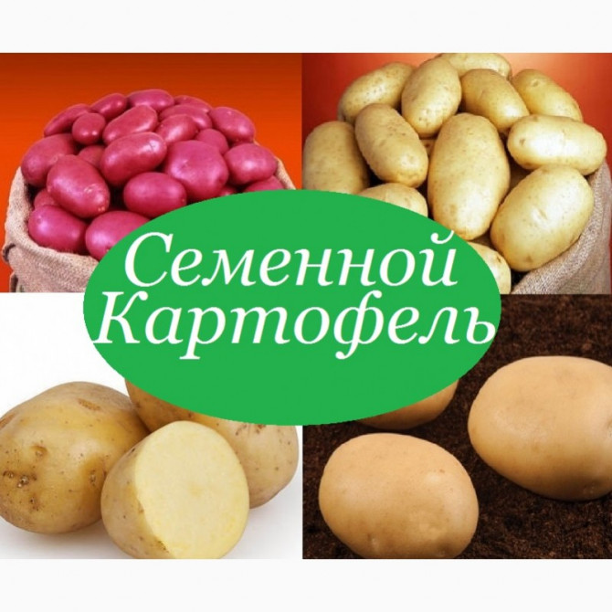 Продам картофель посевной (посадочный) - изображение 1