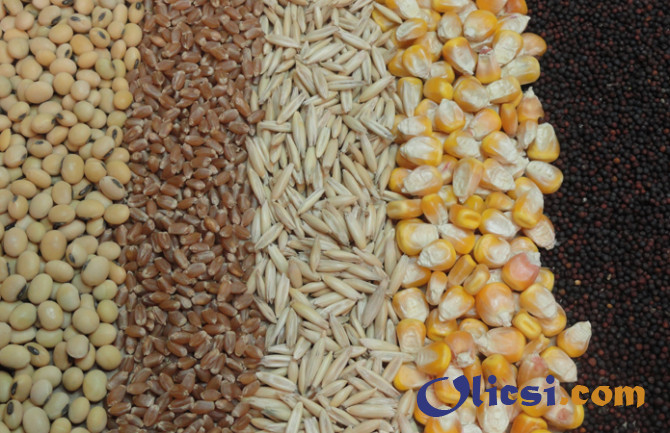 Продажа зерна и зерновых. Пшеница, Кукуруза