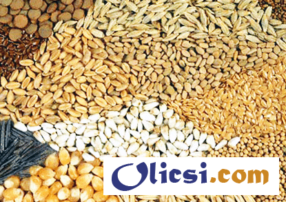 Продам Зерновые | Закупить Зерно Украина
