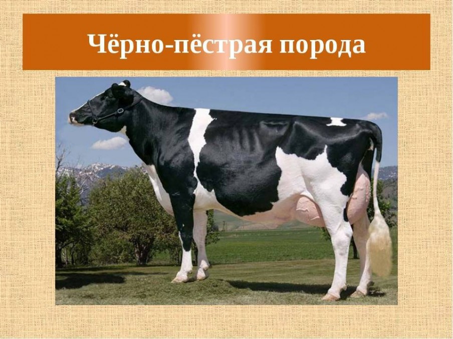 Коровы черно пестрой породы - изображение 1